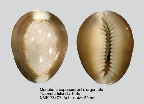 Monetaria caputserpentis argentata (2).jpg - Monetaria caputserpentis argentata (Dautzenberg & Bouge,1933)